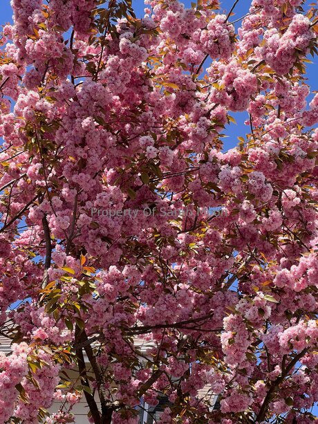 Sarahmoonsg perfekte foto