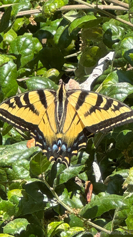 Donte011 kunst erwachsene bilder