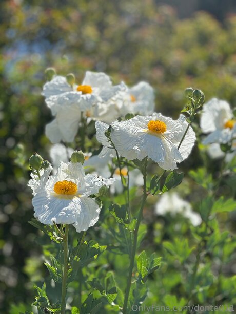 Donte011 nackt pornographische galerien