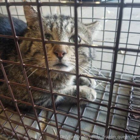 Nerdy Dragon Queen Free exklusive pornostar bilder