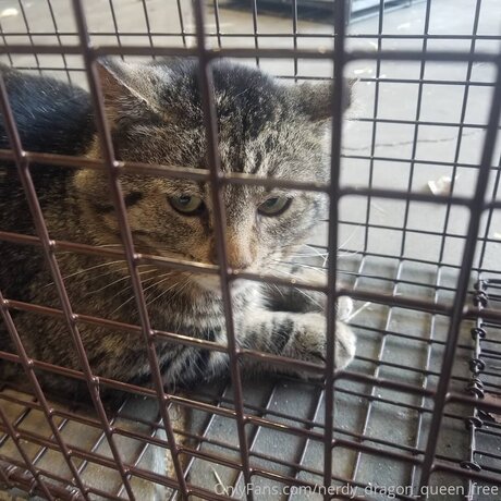 Nerdy Dragon Queen Free hd nacktheit galerie