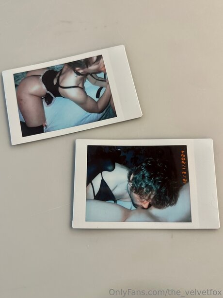 The Velvetfox perfekte hd fotos