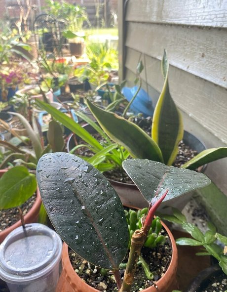 rukiabrat erwachsene galerie