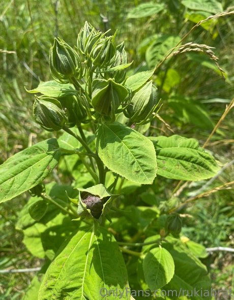 rukiabrat porno exklusive galerien