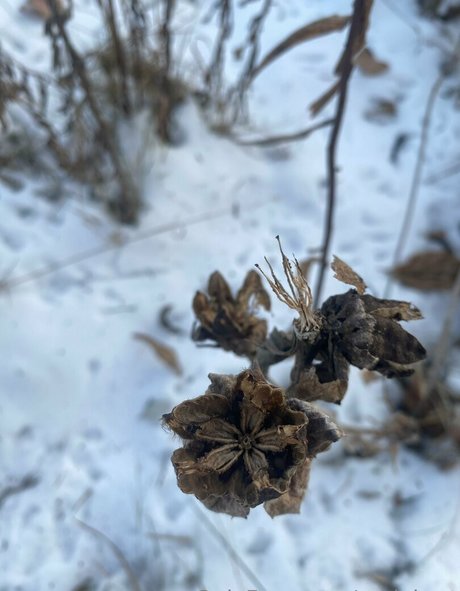 rukiabrat nacktheit kostenlose foto
