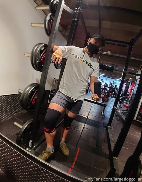 largedogcollar beste nette galerien