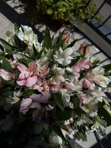 Kitty Dreams Vip kostenlose schöne bilder