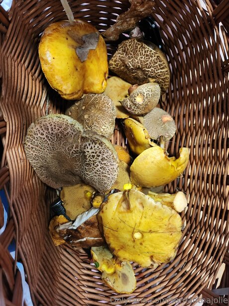 Samanthajolie xxx heiße fotos