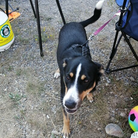 Submissiv3 Br4t top erwachsene bild