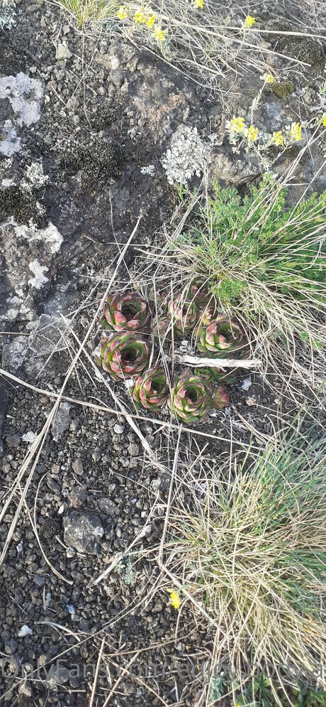 Enjoy Body And Foot perfekte heiße foto