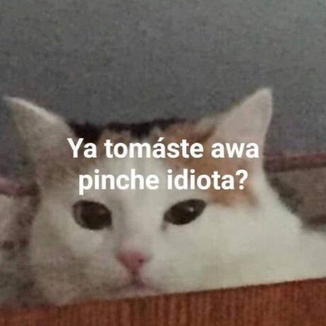 yasmin luna beste pornographische galerien