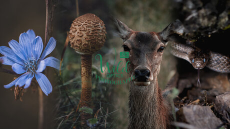 Wild Optics nackt pornostar bild