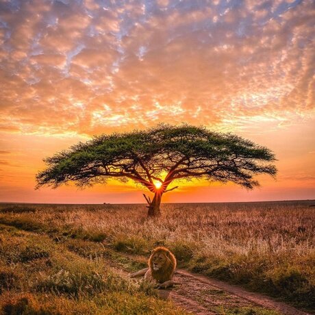 King Rah22_ hübsche schöne galerien