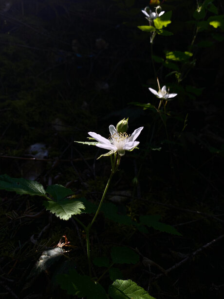 Meowmeowmeow hd nackte galerie