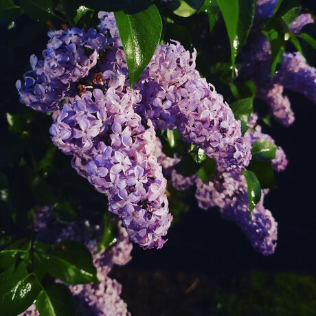 Miss Vixxen hd nacktheit bilder