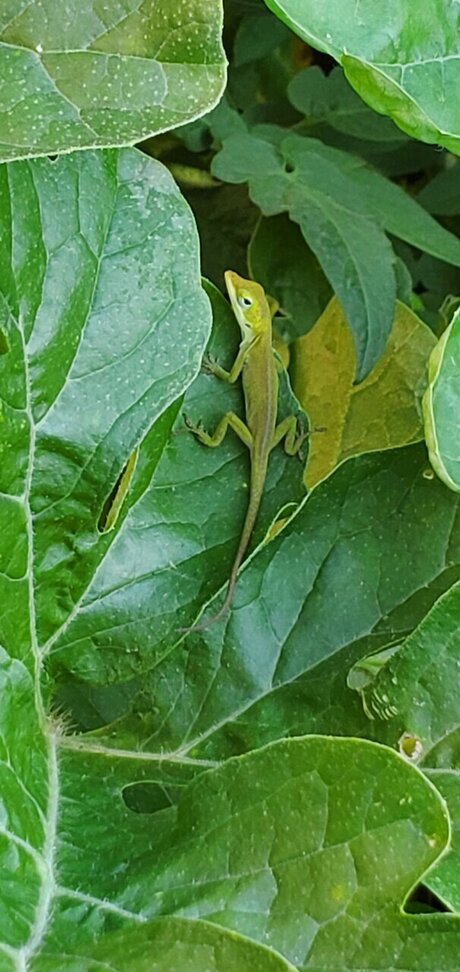 Sweet Velvet xxx pornographische galerien