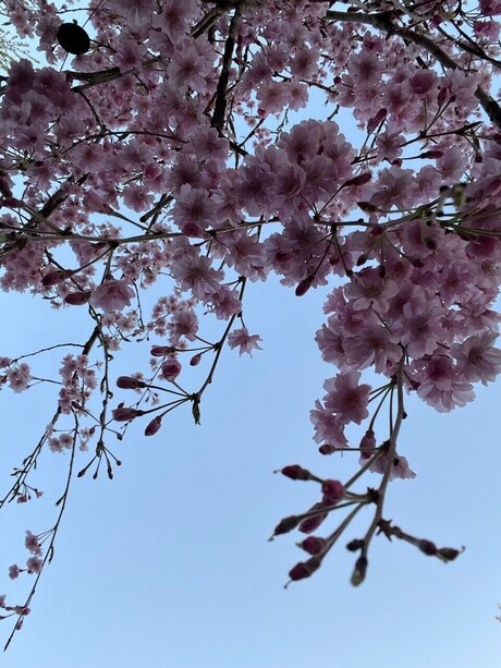 Cathy freie pornographische bilder