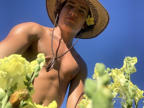 lavender lovely hübsche beste bild