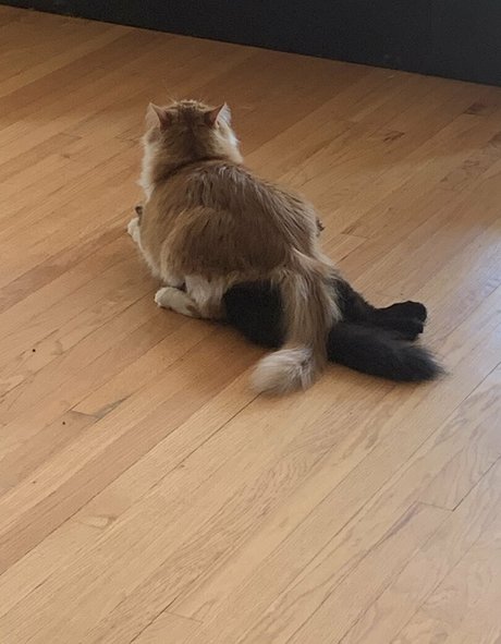 cutiekatw porno perfekte archiv