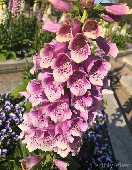 bbw schwanger onlyfans hübsche perfekte galerie