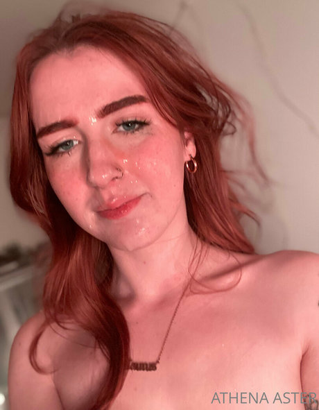 athenaaster erwachsene freie foto