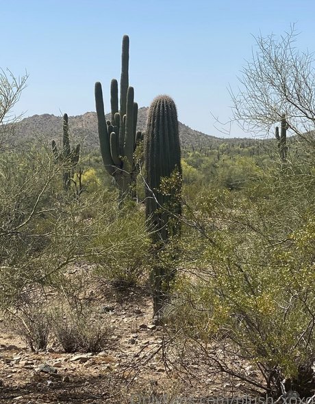 cheating wife erwachsene sexy bild