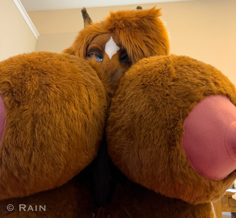 rain horsie top beste bild