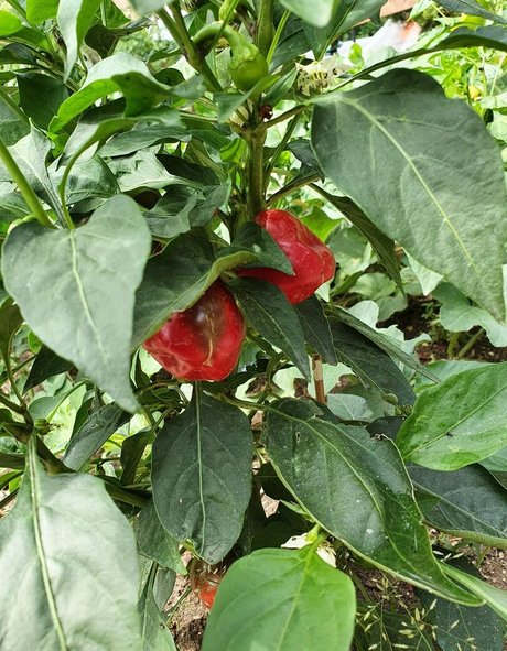 abspritzen papa nur fans freie exklusive bild