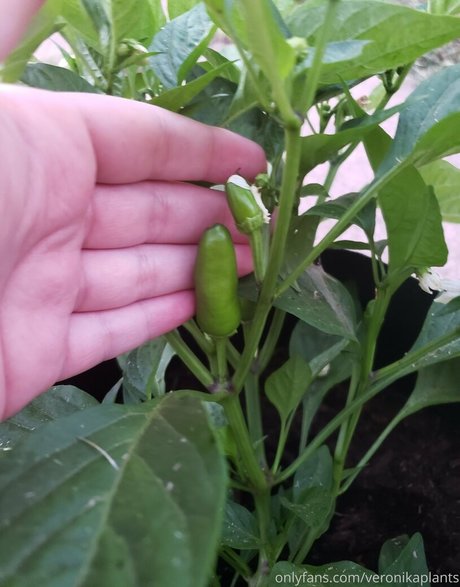 veronikaplants schöne pornographische galerie