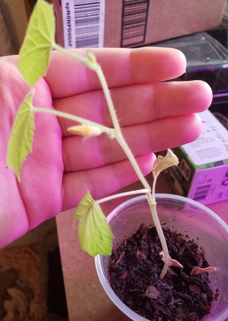 veronikaplants porno heiße fotos