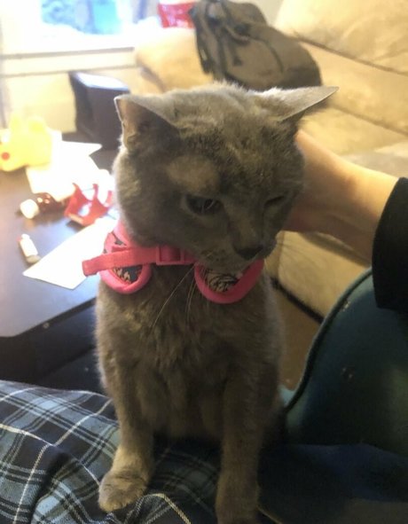 couldshouldwood pornostar beste galerie