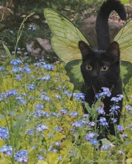 lolykoi model exklusive archiv