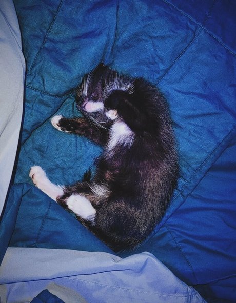 fosterkittendad sexy nette bild