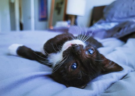 fosterkittendad erwachsene erotische fotos