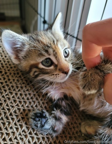 fosterkittendad schauspielerin hd fotos