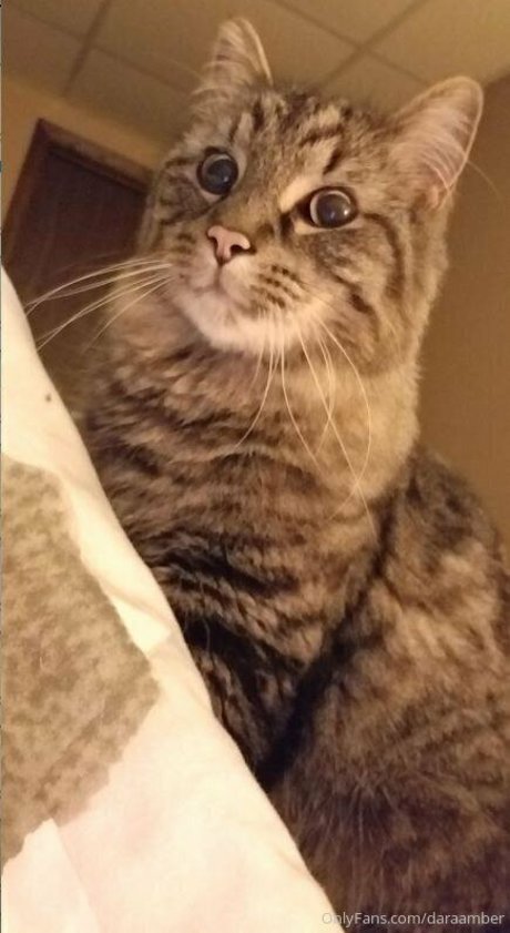 daraamber hübsche galerie