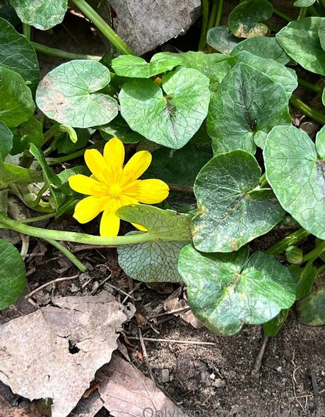 delilaheve erotische nacktheit galerie