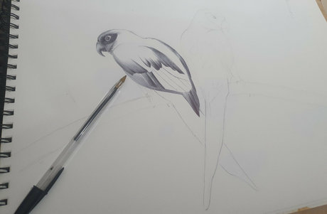 Somethingnotsilly Profilbild