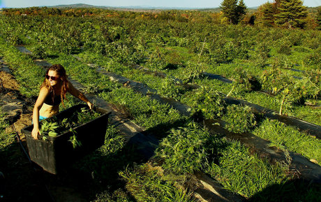 danceincannabis model akt bild