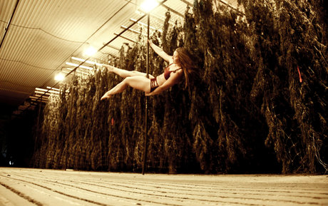 danceincannabis nackt pornostar archiv