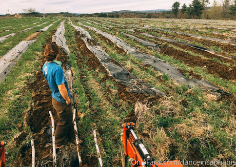 danceincannabis beste kunst foto
