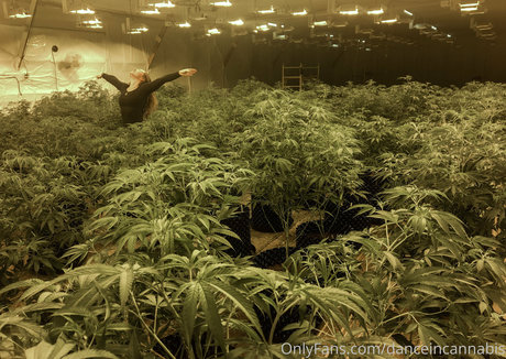 danceincannabis nacktheit perfekte fotos