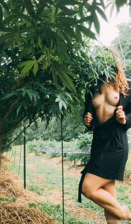 danceincannabis kostenlose galerie