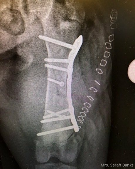 thesarahbnkx perfekte bild