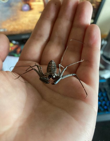 sushisquishy heiße exklusive galerien