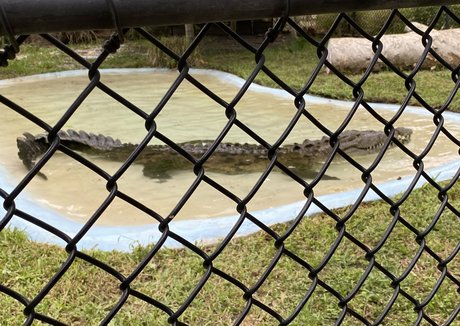 omankovivi top erwachsene foto