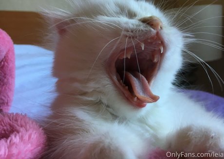 riesige onlyfans hd freie archiv