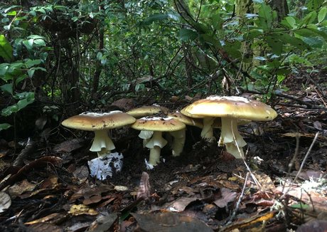 NSFWLeia perfekte sexy bild