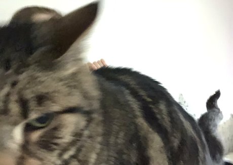 behaarte vagina nur fans perfekte freie galerien