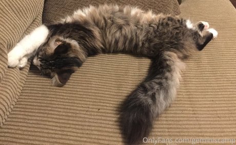 geminiscamp top sex galerien